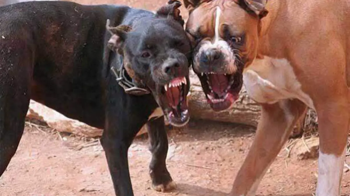 pelea de perros